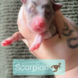 Scorpion - White and blue merle male Border Collie puppy in Olive Hill, Kentucky from SaturnMoon MAS & BC