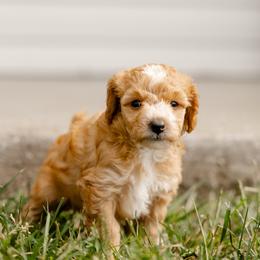 Miki - Cream female Poodle puppy in Narvon, Pennsylvania from Corgi Companions (license number 18998)