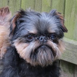 Robo - Brussels Griffon
