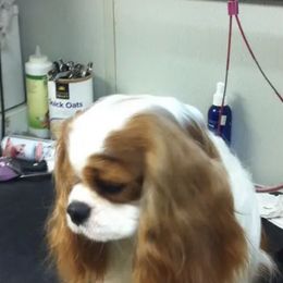 Peaches - Cavalier King Charles Spaniel