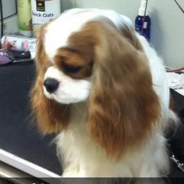 Peaches - Cavalier King Charles Spaniel