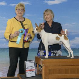 Rat Terrier All Grown Up from Battle Born Terriers