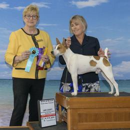 Rat Terrier All Grown Up from Battle Born Terriers