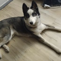 Tyr - Black and white Siberian Husky puppy in East Wareham, Massachusetts from New England Huskies