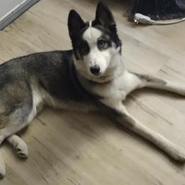 Tyr - Black and white Siberian Husky puppy in East Wareham, Massachusetts from New England Huskies