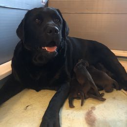Labrador Retriever Puppies from McCabe Creek Labradors