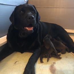 Labrador Retriever Puppies from McCabe Creek Labradors
