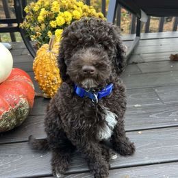 Daisy - Brown and white female Aussiedoodle puppy in High Point, North Carolina from Kingsfield Doodles