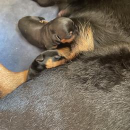 Boy 2 - Black and mahogany male Rottweiler puppy in Linthicum, Maryland from Of The Saints Rottweilers