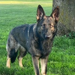 Chazzie - German Shepherd