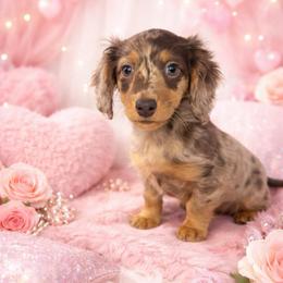 Dollee - Chocolate and cream female Dachshund puppy in Fredericksburg, Indiana from Blue River Mini Dachshunds