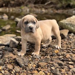 Red Collar - Gray and fawn male Cane Corso puppy in Catawba, North Carolina from Catawba Cane Corso