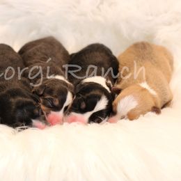 Pembroke Welsh Corgi Puppies from 4C Corgi Ranch