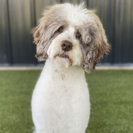 Waylon - Australian Labradoodle