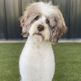 Waylon - Australian Labradoodle