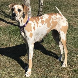 Great Danes from Moonstone Danes