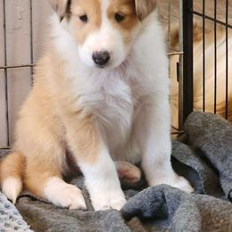 Girl 1 - Scottish Collie puppy in Rapid City, South Dakota from Sundance Scottish-Colleys