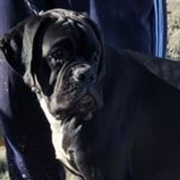 Argento - Boxer