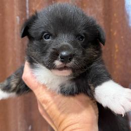 Black beauty - Black and white female American Corgi puppy in Fort Worth, Texas from King of Hearts Corgis