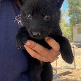 Light Blue - Black female German Shepherd puppy in Descanso, California from KVA Shepherds