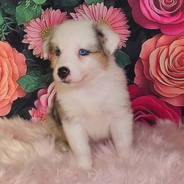 Cherry - Blue merle female Australian Shepherd puppy in Waddell, Arizona from Whimsical Aussies