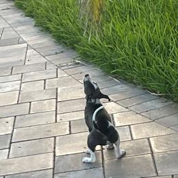 Italian Greyhound Puppies from Fisher Link