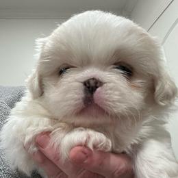Full AKC - Maki - White male Pekingese puppy in Hustontown, Pennsylvania from Triple I Pekes