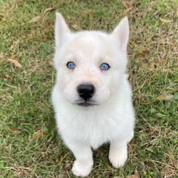 Dacogetic Tiati Kitana - Siberian Husky puppy in Chester, Virginia from Dacogetic