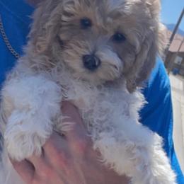 Goldendoodle, Maltipoo, and Poodle Puppies from Winchester Hills Poodles and Doodles