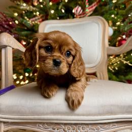 Cavalier King Charles Spaniel Puppies from Holston Mountain Cavaliers
