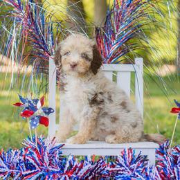 Countess - Red merle female Aussiedoodle puppy in Roebuck, South Carolina from Dani's Dandy Doodles