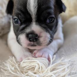Nipsy (Green Collar) - Black brindle and white male Boston Terrier puppy in Littleton, Colorado from Boston Jelly Beans