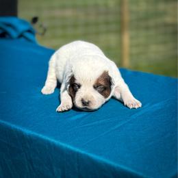 Yellow collar - Red speckled male Australian Cattle Dog puppy in Spokane, Washington from 4D Cattle Dogs