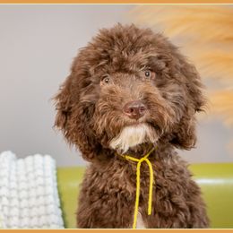 Lily - Brown female Cockapoo puppy in Connersville, Indiana from Deaz Doodle Ranch
