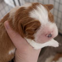 Rusty - Blenheim male Cavalier King Charles Spaniel puppy in Greensboro, North Carolina from Hyde Park Cavaliers