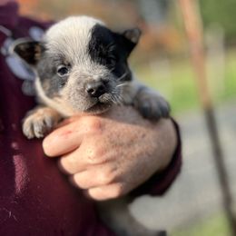 Bernie - Blue male Australian Cattle Dog puppy in Cottage Grove, Oregon from Heirloom Ranch