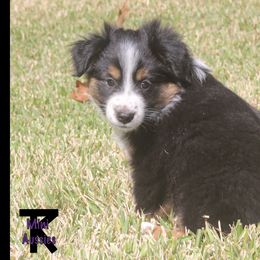 Miniature Australian Shepherd and Toy Australian Shepherd Puppies from TK Mini Aussies