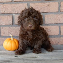 Donald - Chocolate male Labradoodle puppy in Millersburg, Ohio from My Pals
