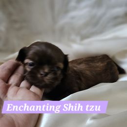 Akc  Chocolate Mocha - Liver female Shih Tzu puppy in Dexter, Kentucky from Enchanting Shih tzu