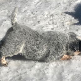 Australian Cattle Dog Puppies from RnB Cattle Dogs