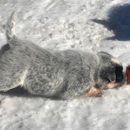 Australian Cattle Dog Puppies from RnB Cattle Dogs