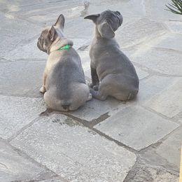 French Bulldog Puppies from Furchildbreeds