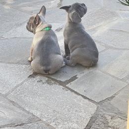 French Bulldog Puppies from Furchildbreeds