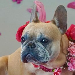French Bulldogs from Saint Benjamin Kennel Club