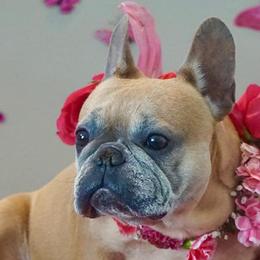 French Bulldogs from Saint Benjamin Kennel Club