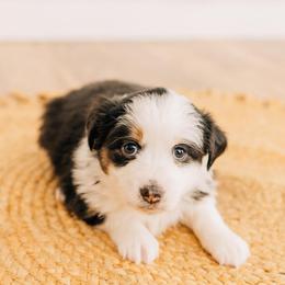 Aspen - Black tri female Miniature Australian Shepherd puppy in Enoch, Utah from Twisted H Aussies