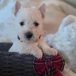 Yellow Collar Female - Wheaten female Scottish Terrier puppy in Eva, Alabama from Schulte's  Scottish Terriers