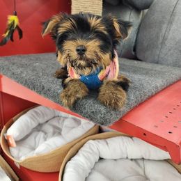 Coco - Black and tan female Yorkshire Terrier puppy in Providence, Rhode Island from E&A Pets LLC