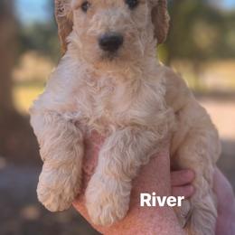 River - Apricot male Poodle puppy in Athens, Georgia from Alexander’s Standard Poodles