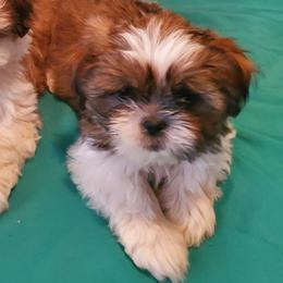 Honey - Gold and white female Shih Tzu puppy in Azusa, California from RJ Shih Tzu lover